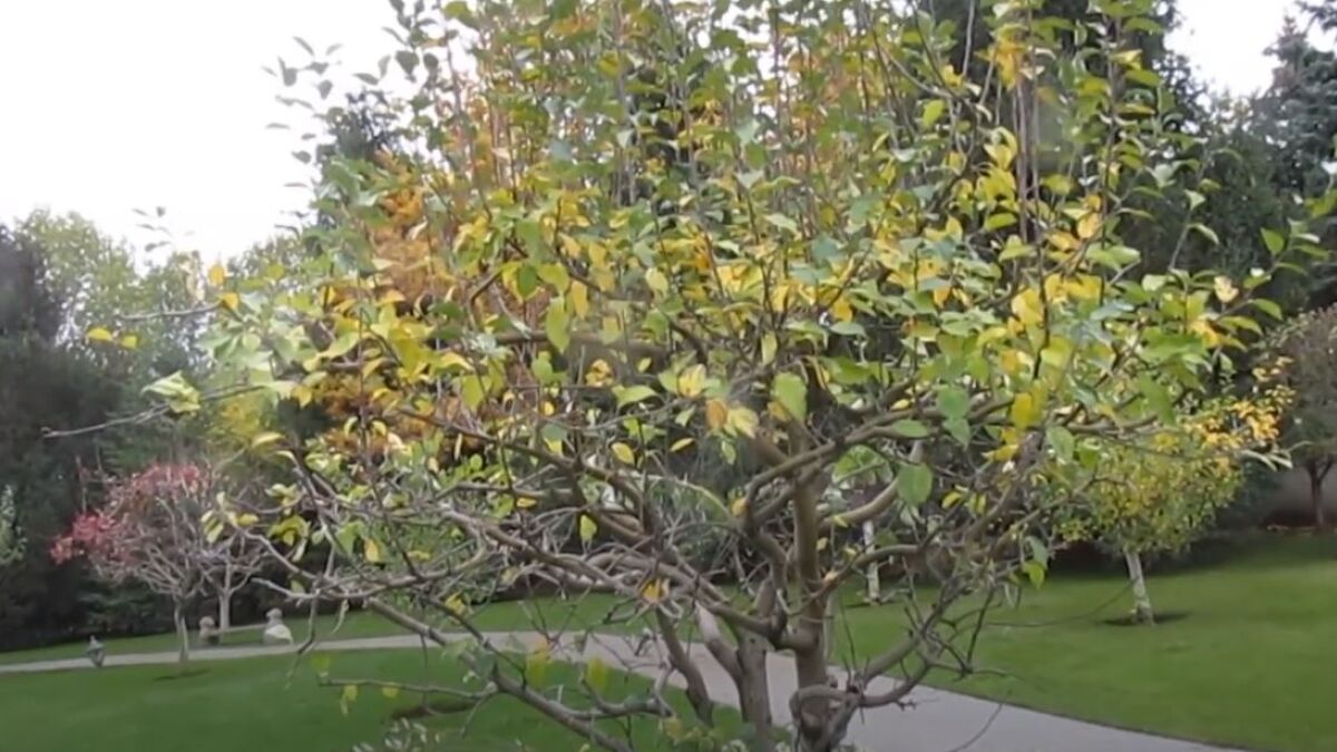 Обрезка яблони и груши в ноябре: какие ветки можно укорачивать, а какие нет